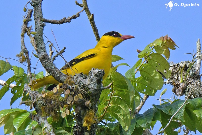 Black-naped Oriole - ML223743081