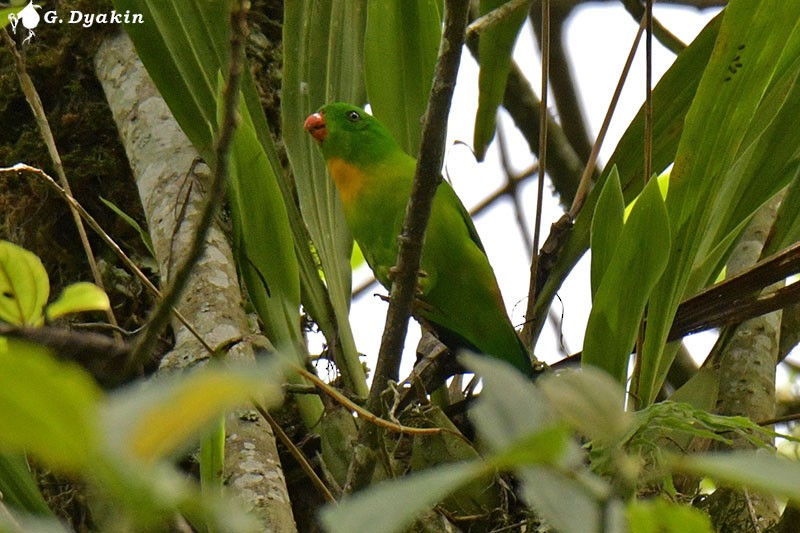 Yellow-throated Hanging-Parrot - Gennadiy Dyakin