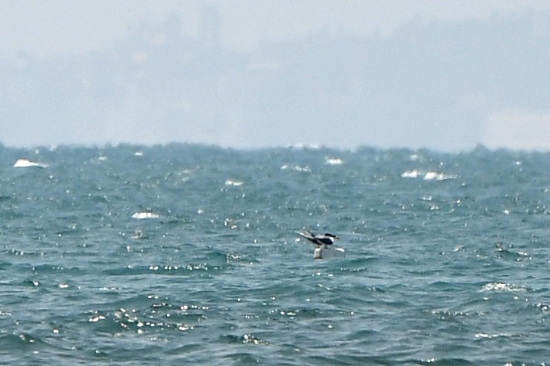 Great Crested Tern - ML223744401