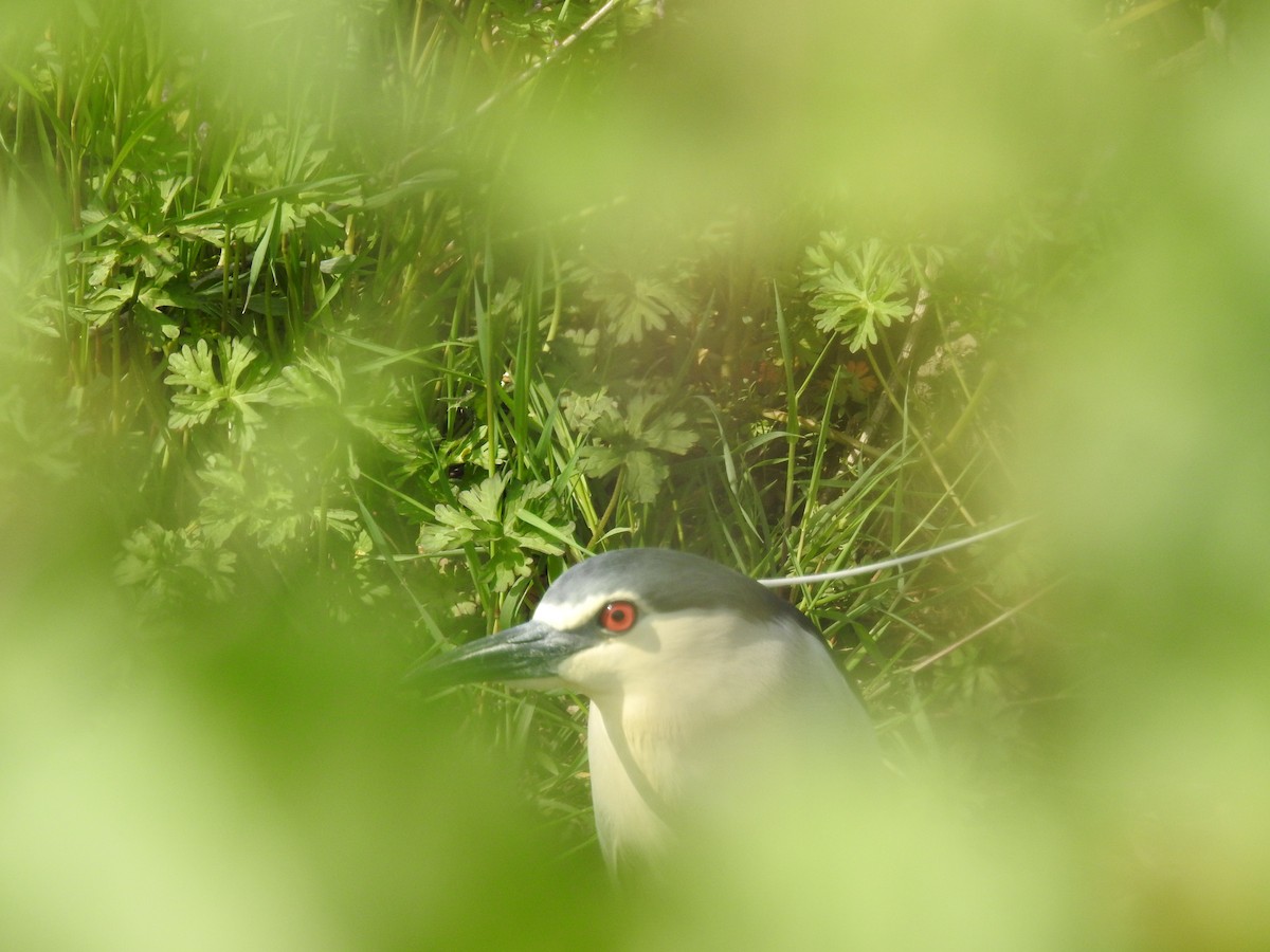 Black-crowned Night Heron - Güneş Deniz Yıldırım