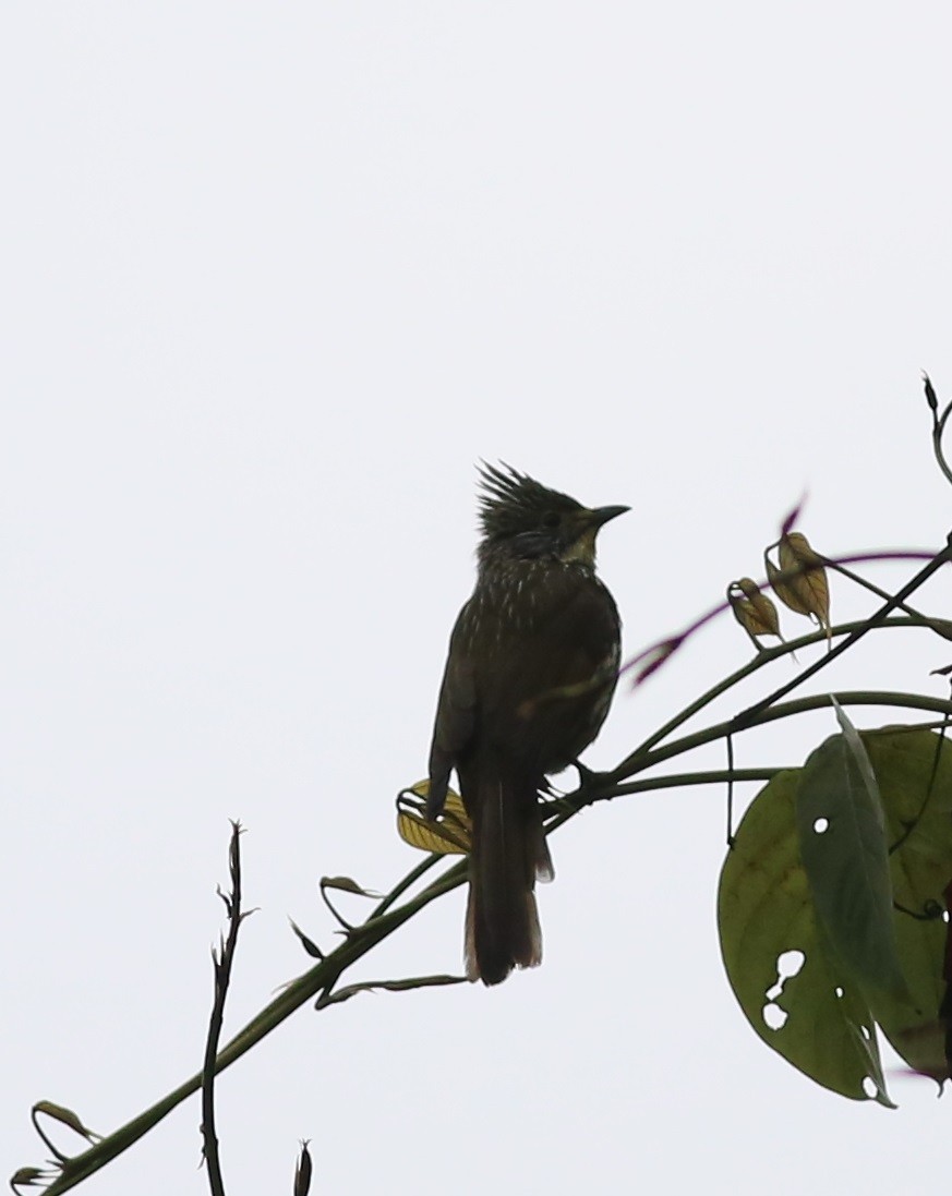 Mountain Bulbul - Chandrika Khirani