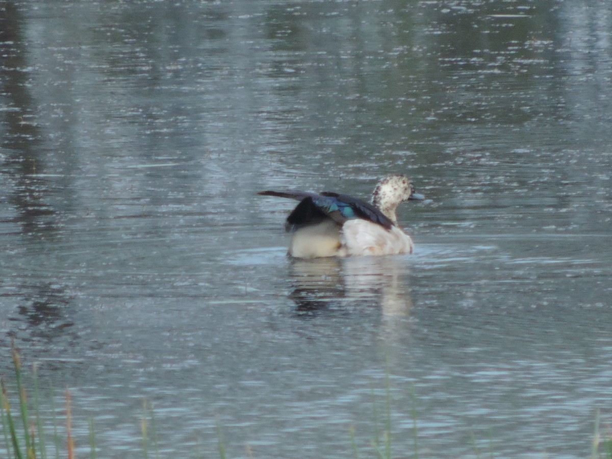 Canard à bosse - ML223749691