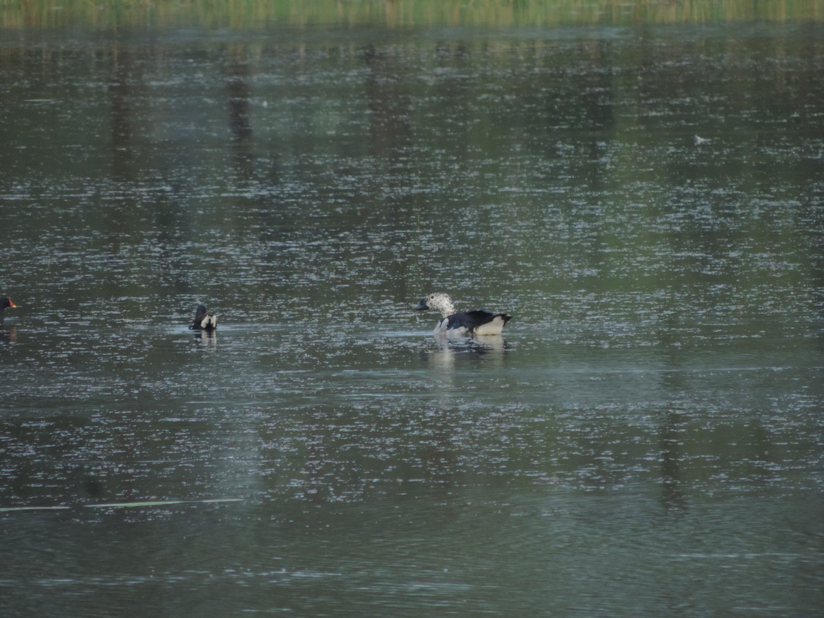 Knob-billed Duck - Harshita Prakash