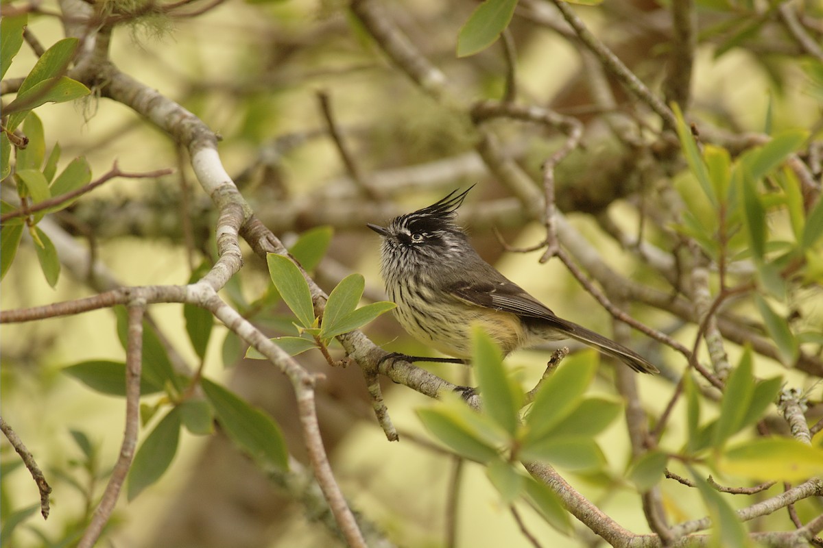 Tufted Tit-Tyrant - ML22375121