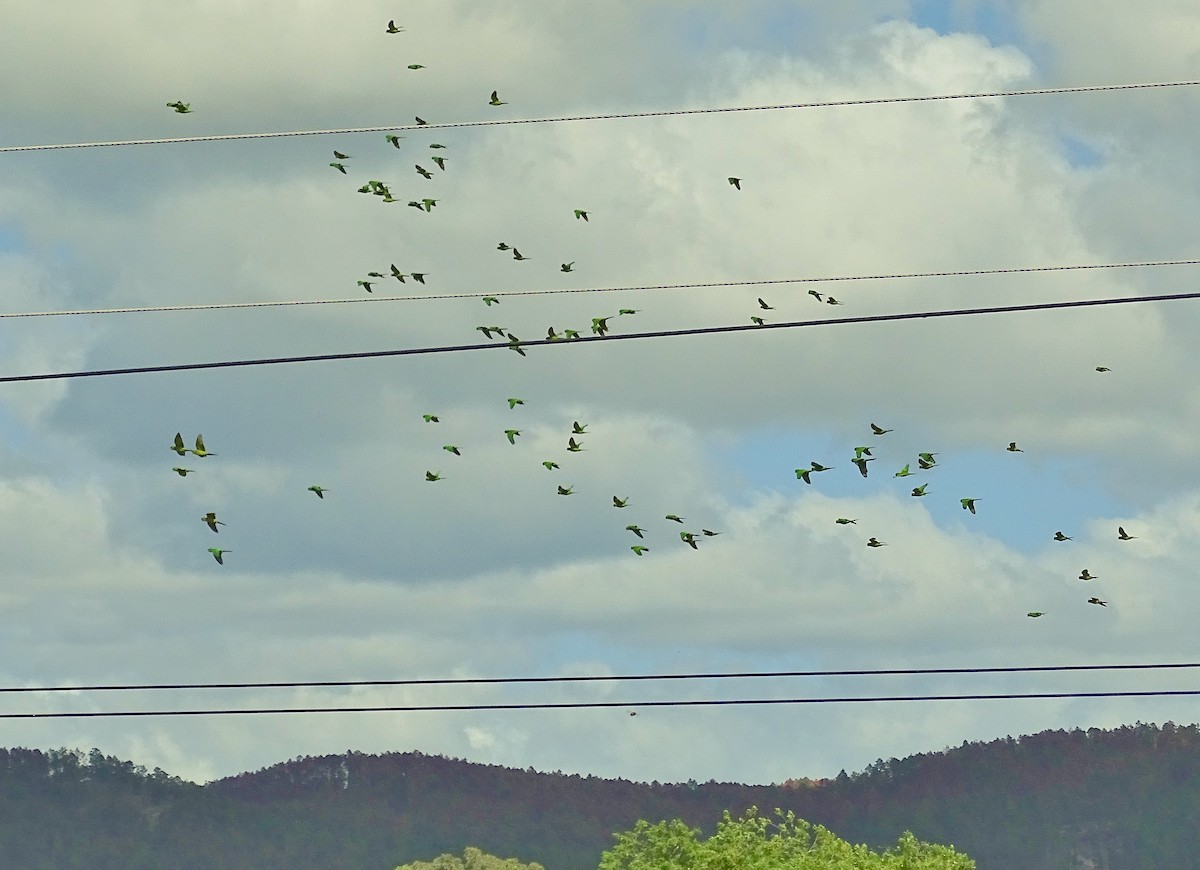 Olive-throated Parakeet - ML22375191