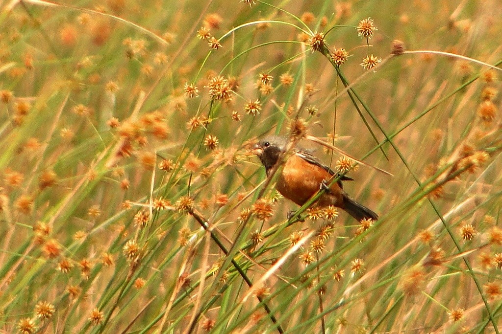 Dark-throated Seedeater - ML22375201