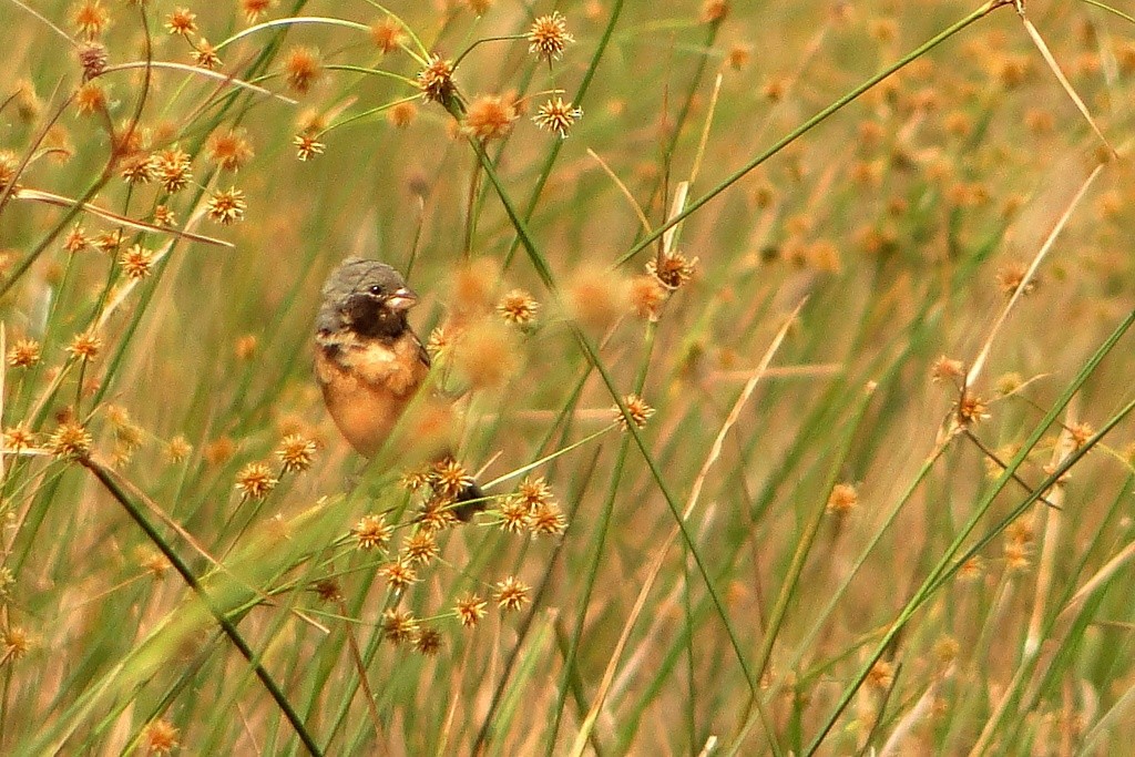 Dark-throated Seedeater - ML22375211