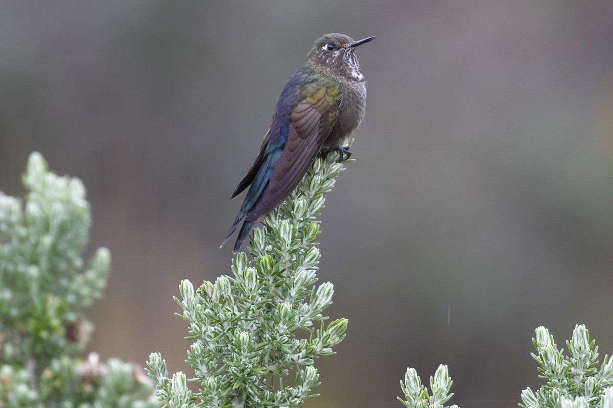 Blue-mantled Thornbill - Michael Todd