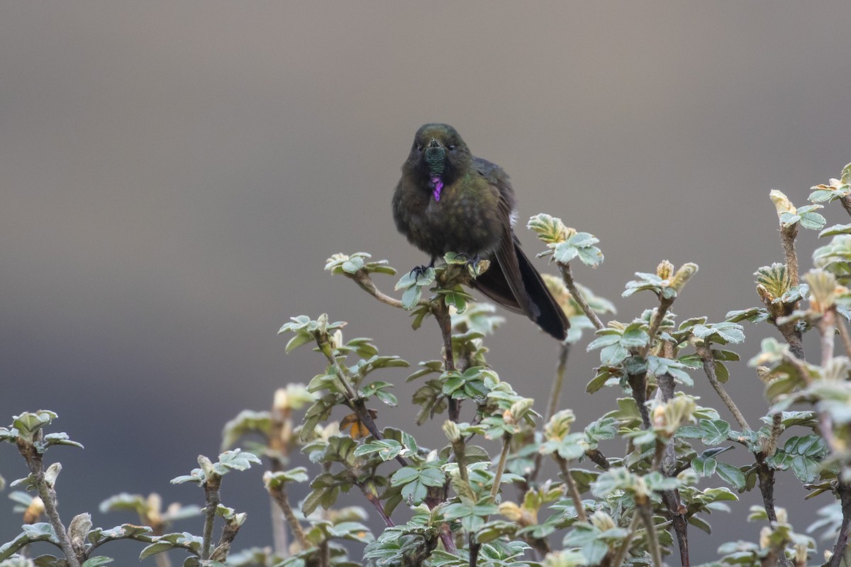 koboltnålkolibri - ML223752361