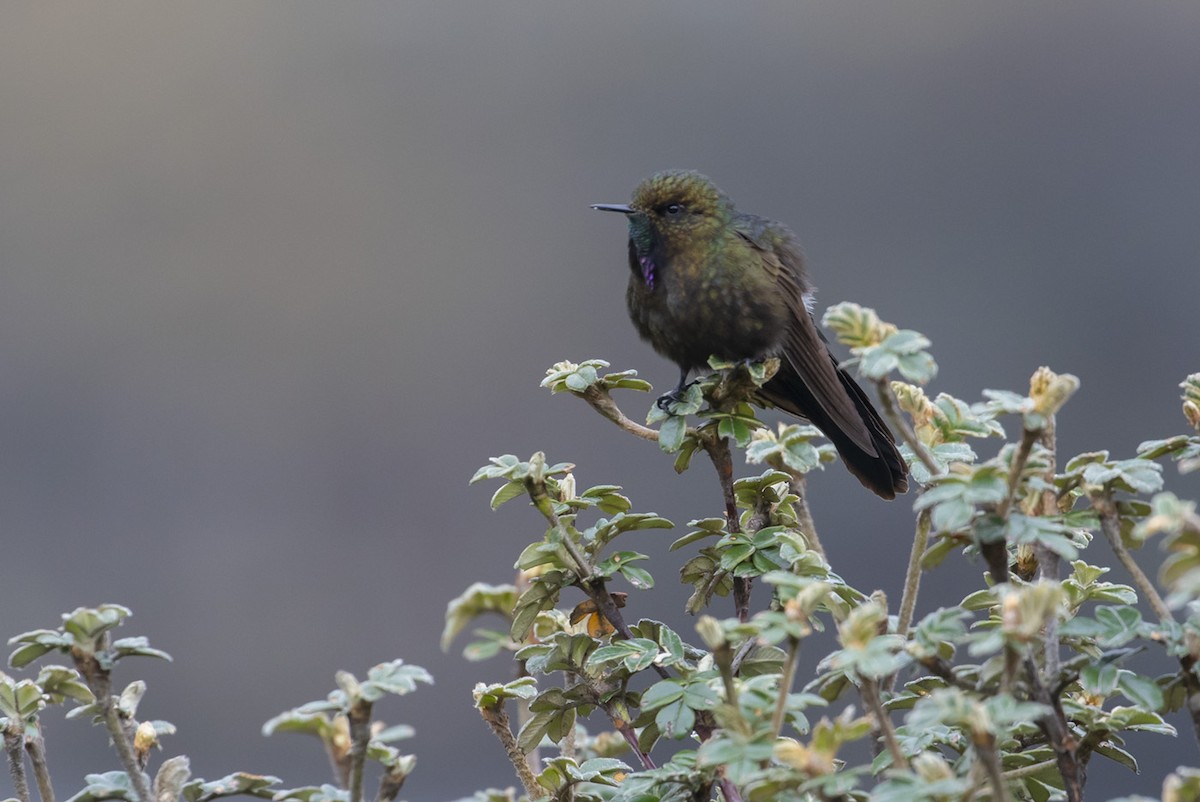 Blue-mantled Thornbill - Michael Todd