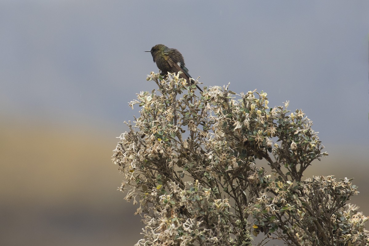 Blue-mantled Thornbill - Michael Todd