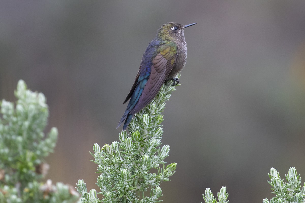 Blue-mantled Thornbill - ML223752391