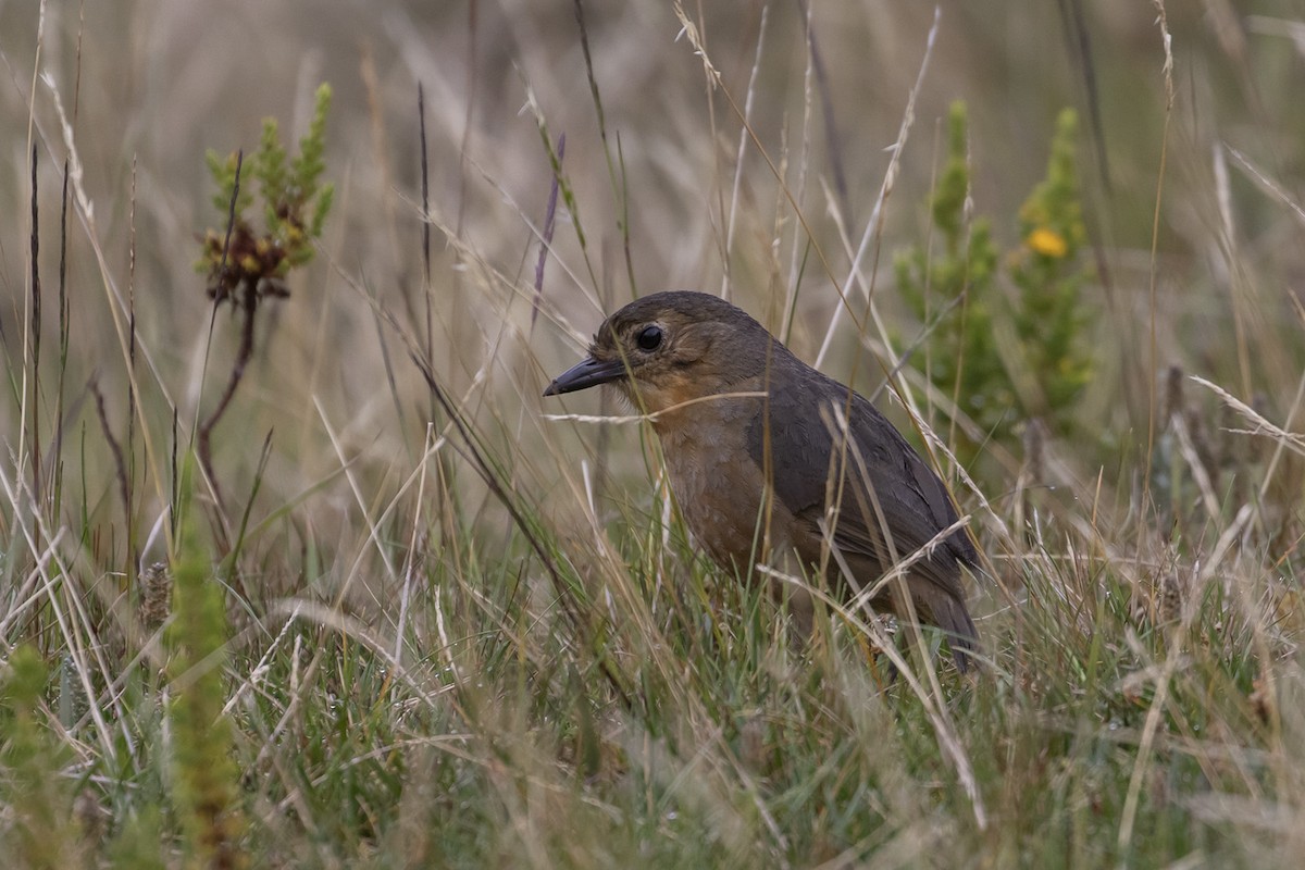 Tawny Antpitta - Michael Todd