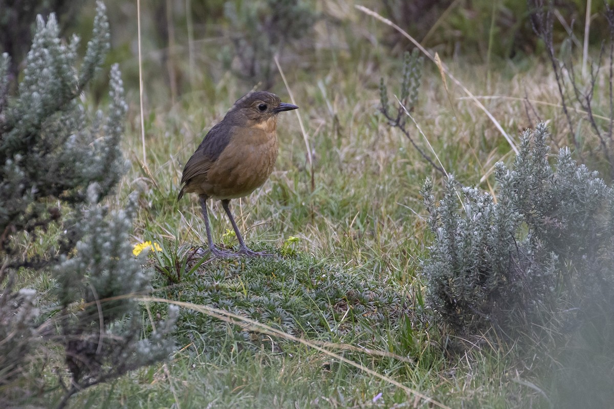 Tawny Antpitta - ML223752481