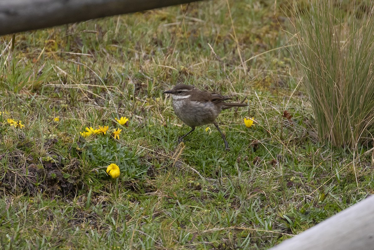 Chestnut-winged Cinclodes - ML223752511