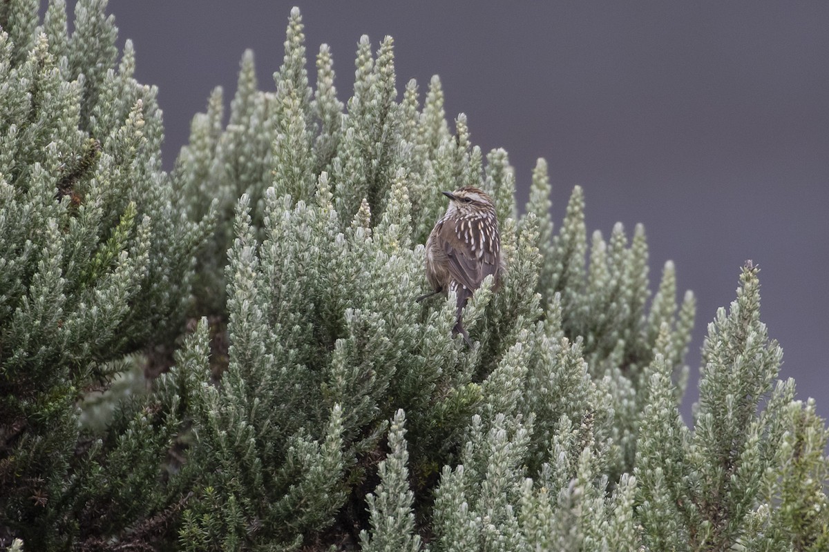 Andean Tit-Spinetail - ML223752621