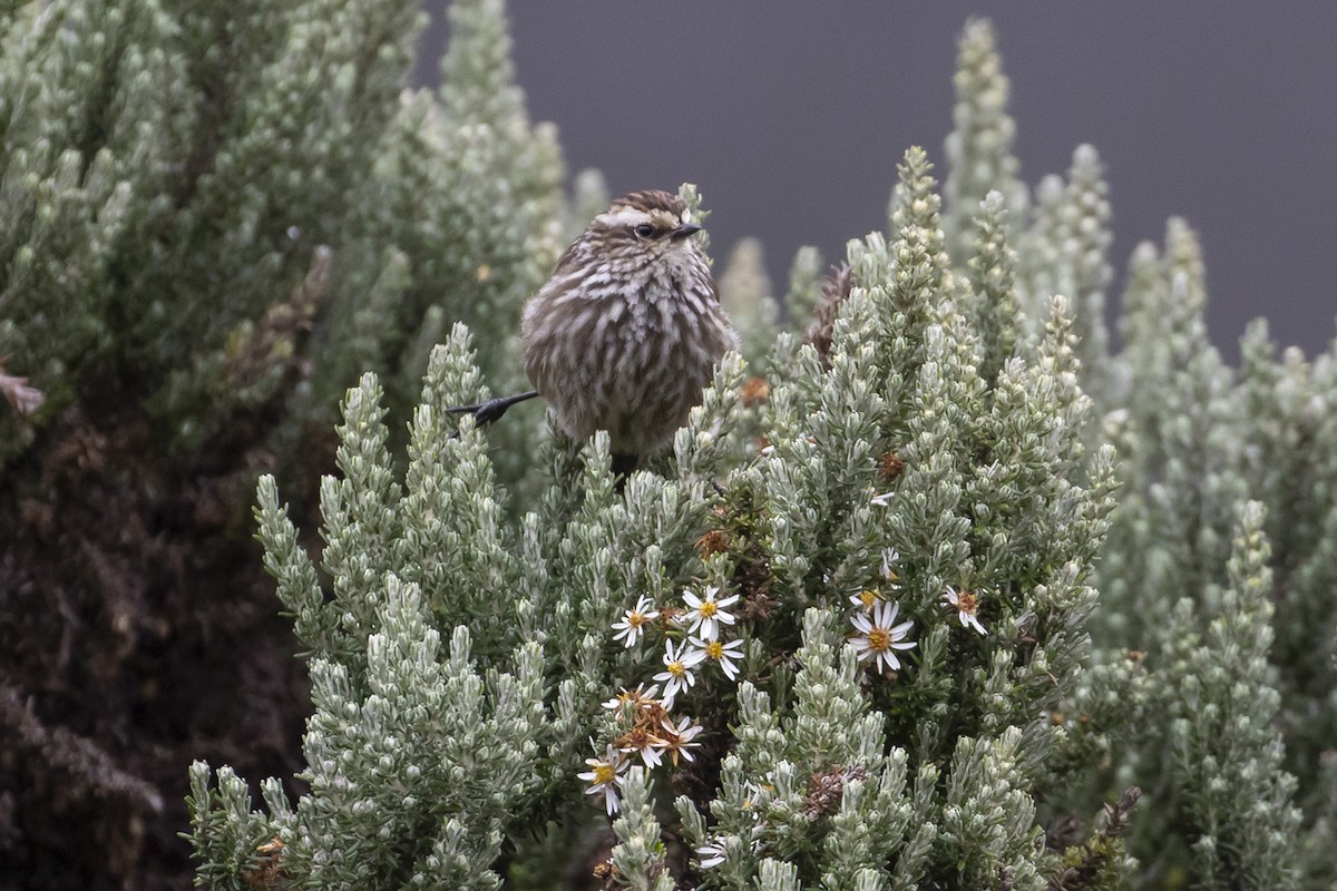 Andean Tit-Spinetail - ML223752641