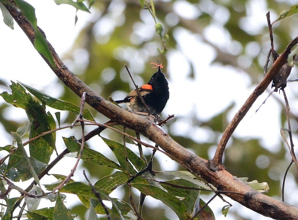 Red-backed Fairywren - ML223752681