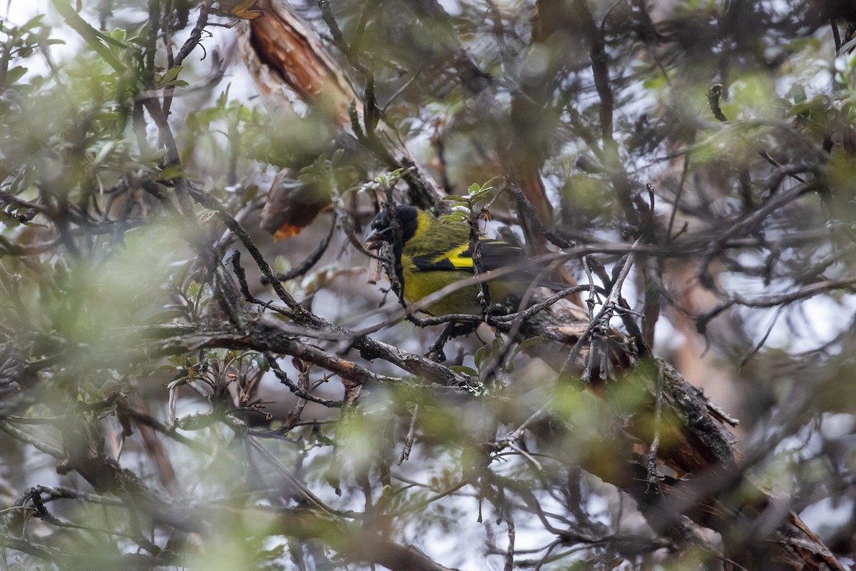 Hooded Siskin - Michael Todd