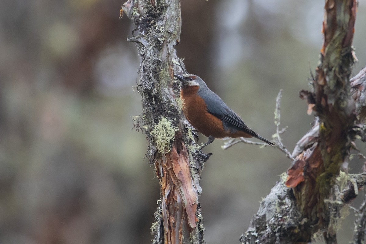 Giant Conebill - Michael Todd