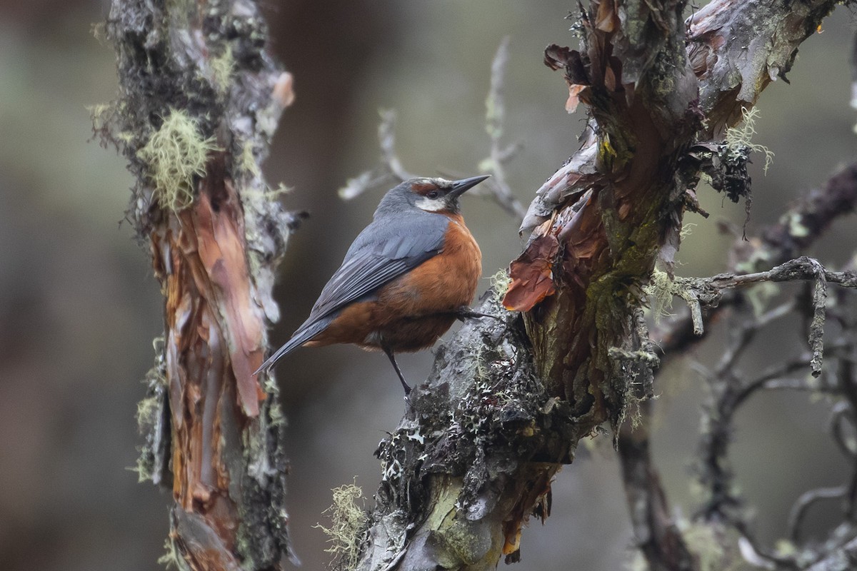 Giant Conebill - ML223752941