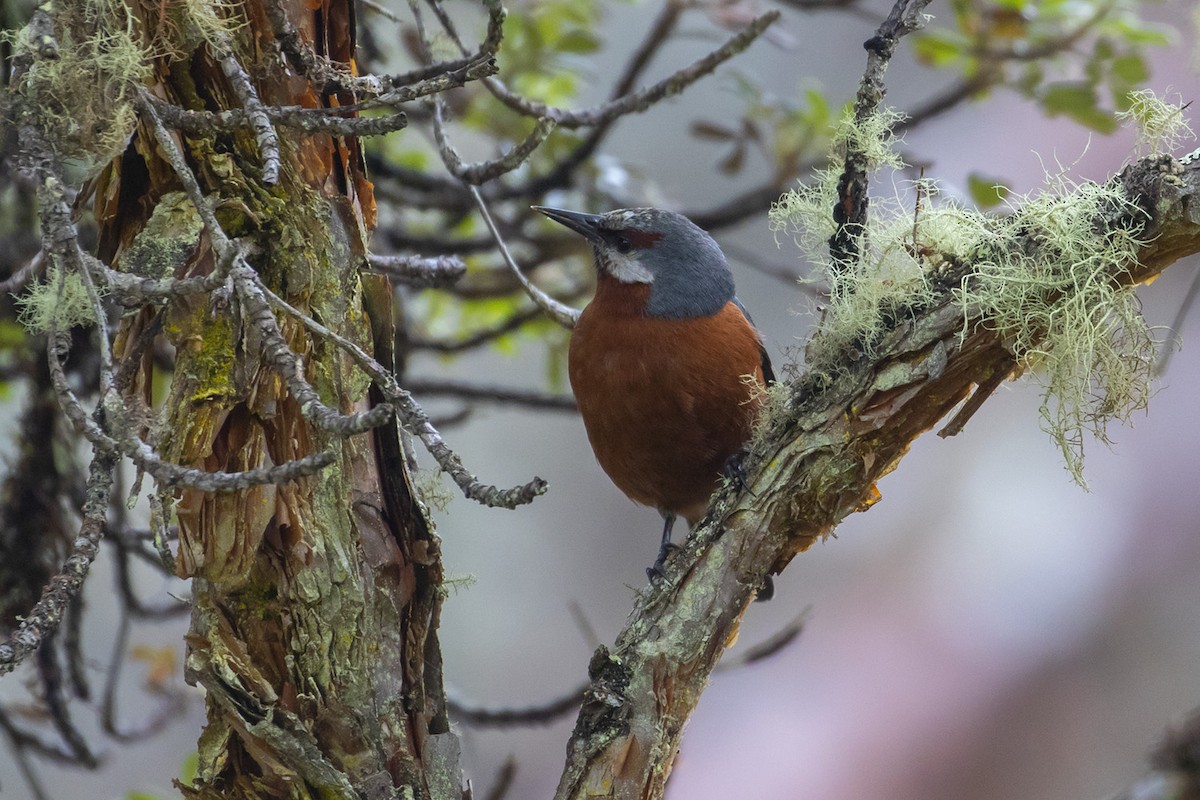 Giant Conebill - ML223752951