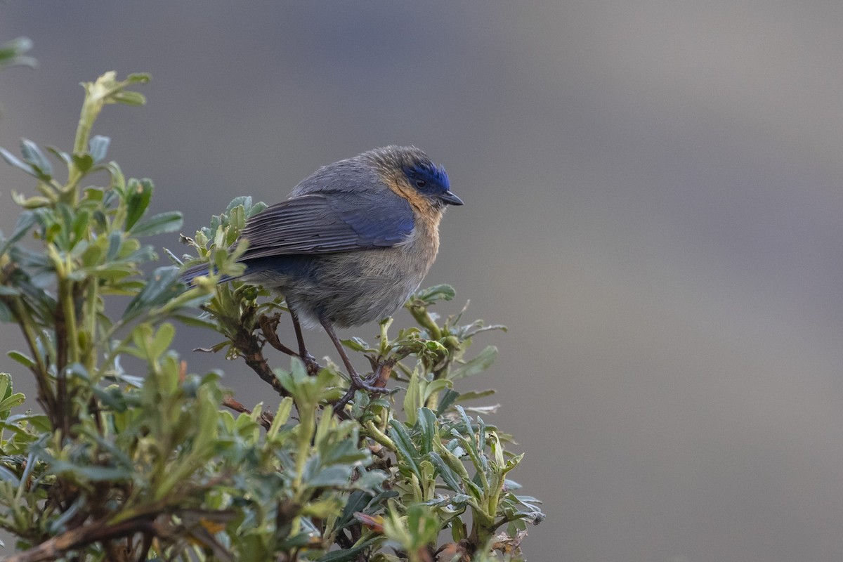 Tit-like Dacnis - Michael Todd