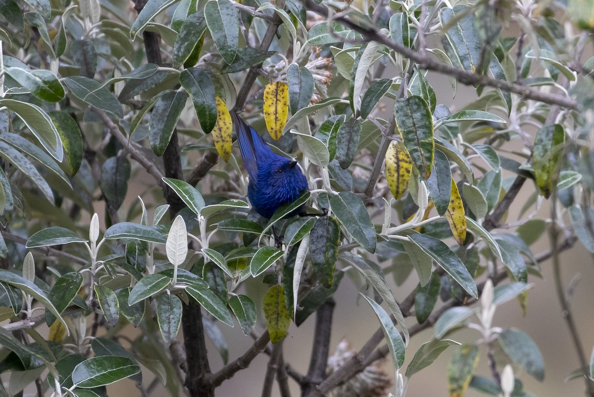 Tit-like Dacnis - ML223753021