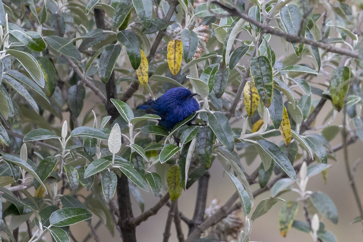 Tit-like Dacnis - ML223753031