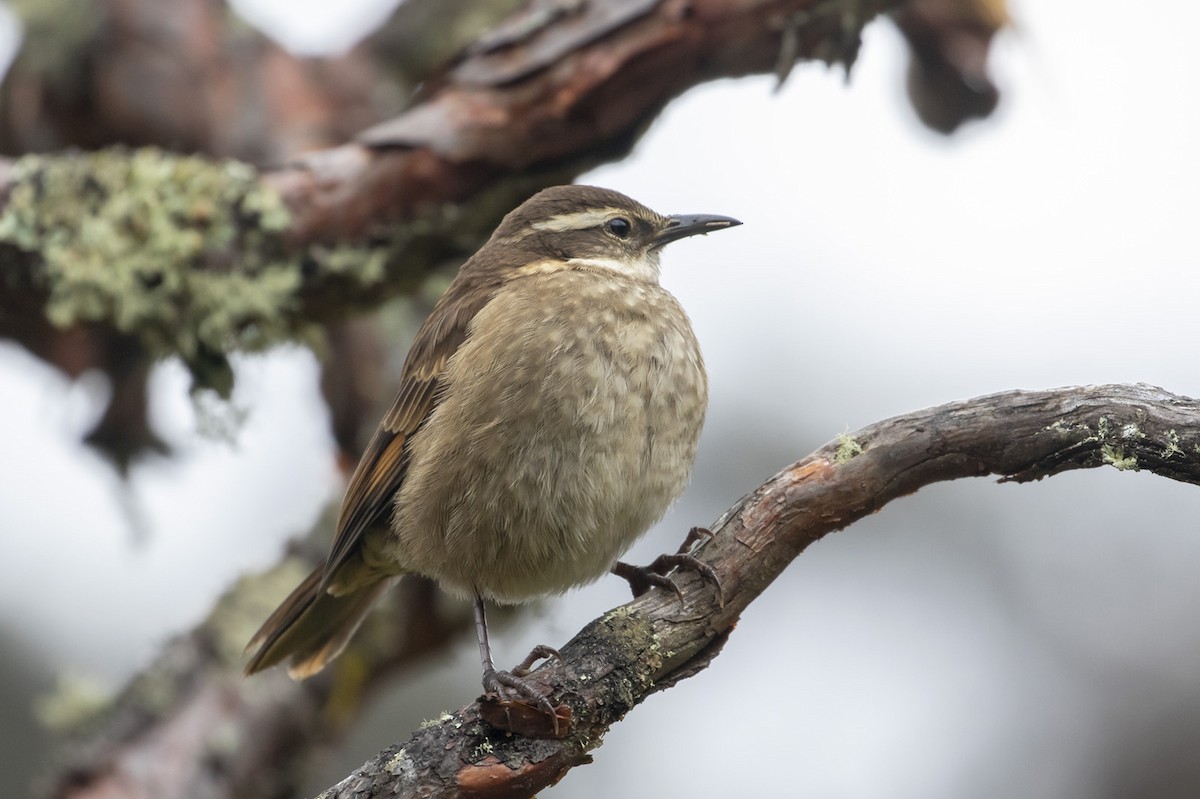 Stout-billed Cinclodes - ML223753561