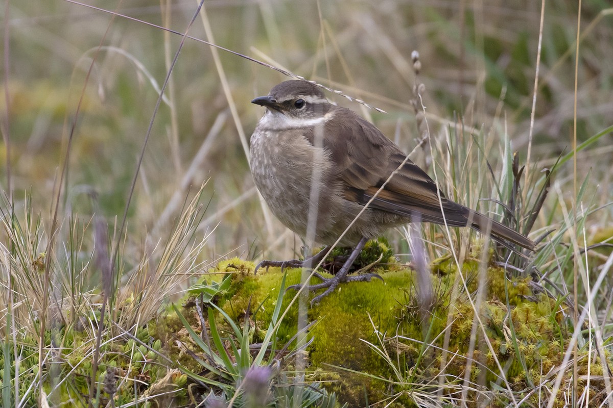 Stout-billed Cinclodes - Michael Todd