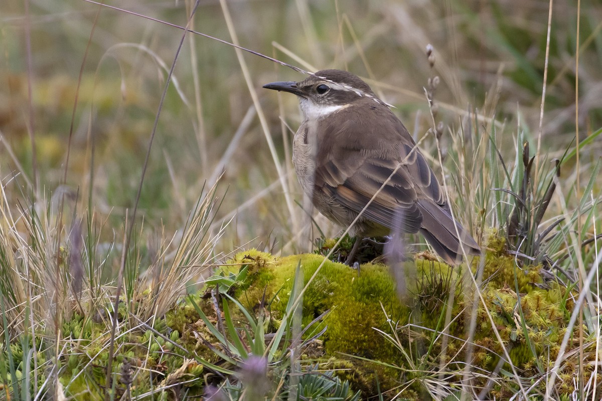 Stout-billed Cinclodes - Michael Todd