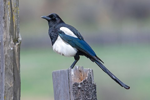 Leningrad viloyati, Kuznechnoye shahridagi fohishalar