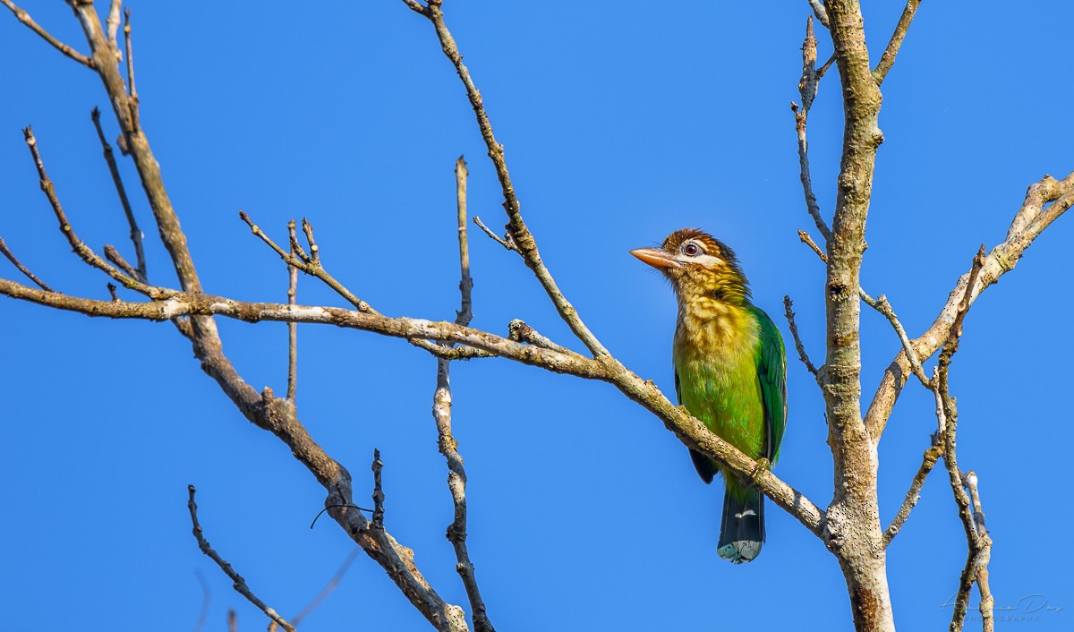 White-cheeked Barbet - Abhishek Das