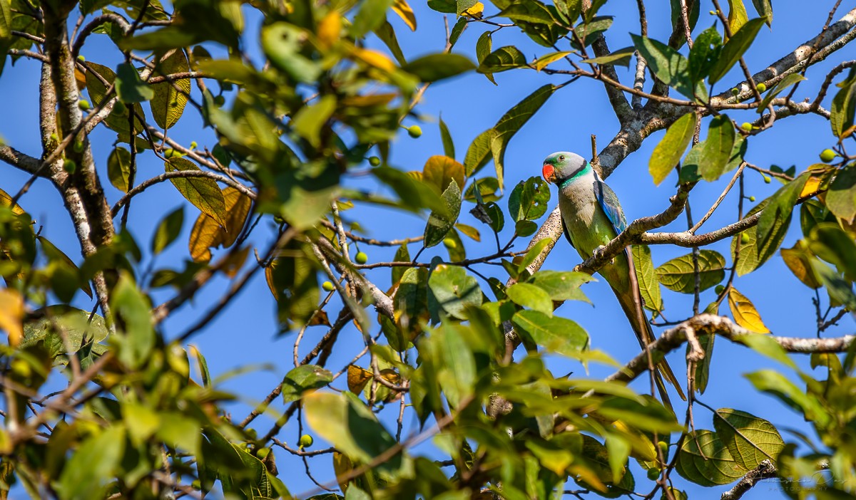 Malabar Yeşil Papağanı - ML223754101