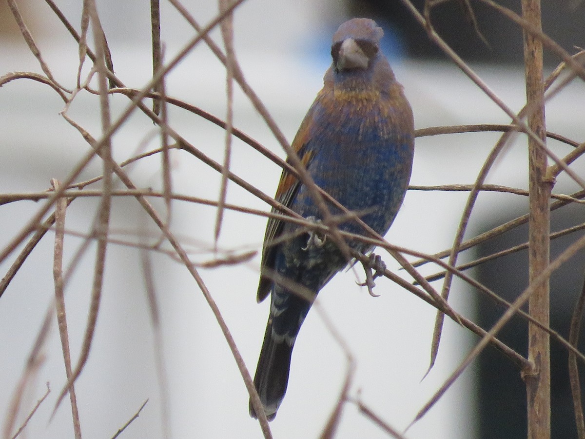 Blue Grosbeak - ML223754251