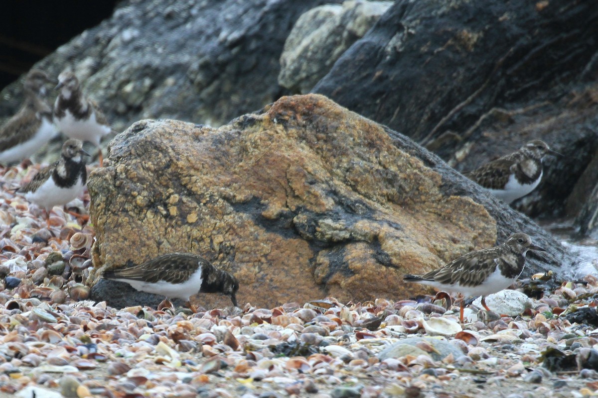 Ruddy Turnstone - ML22375561