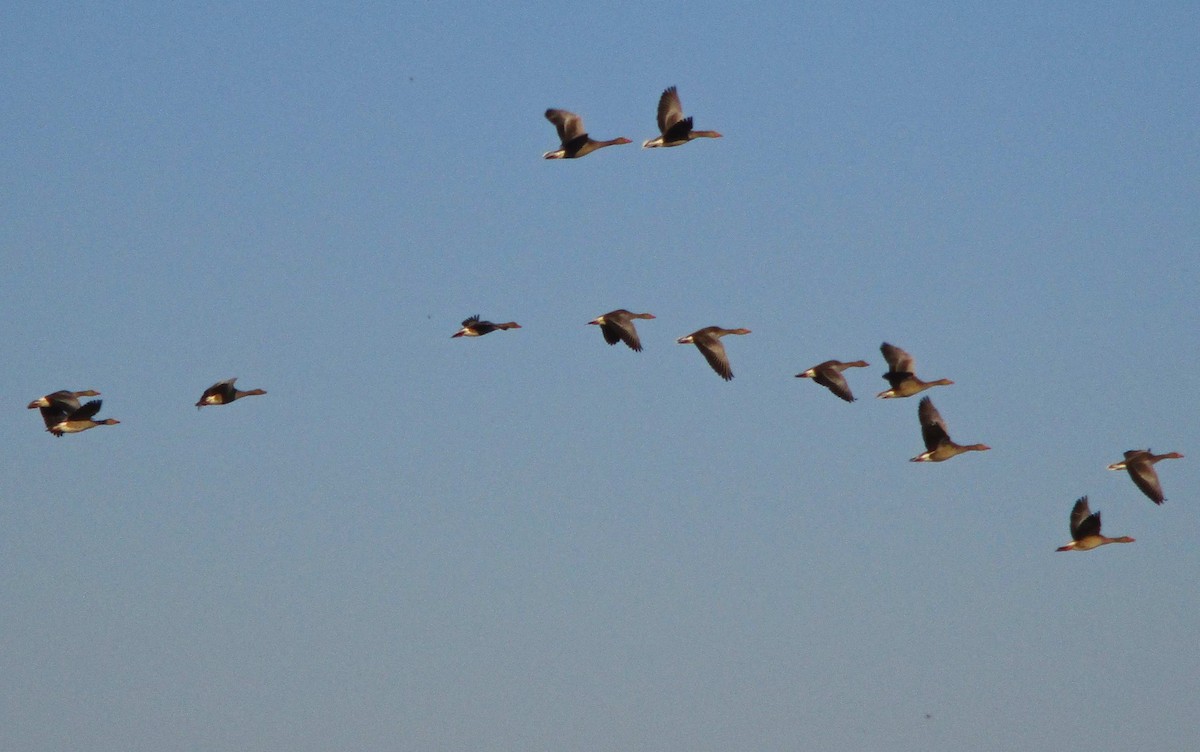 Graylag Goose - ML223757201