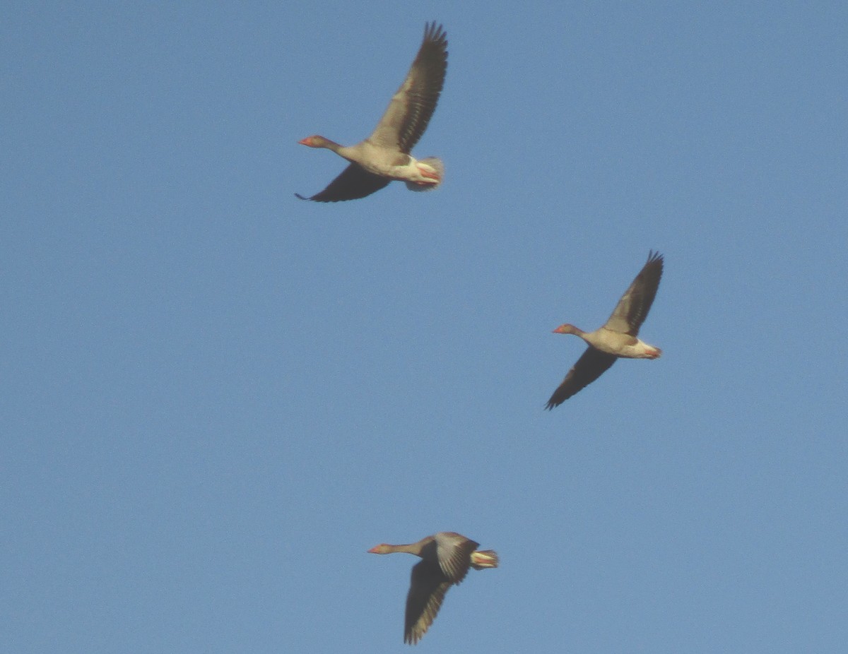 Graylag Goose - Zsuzsanna Guba