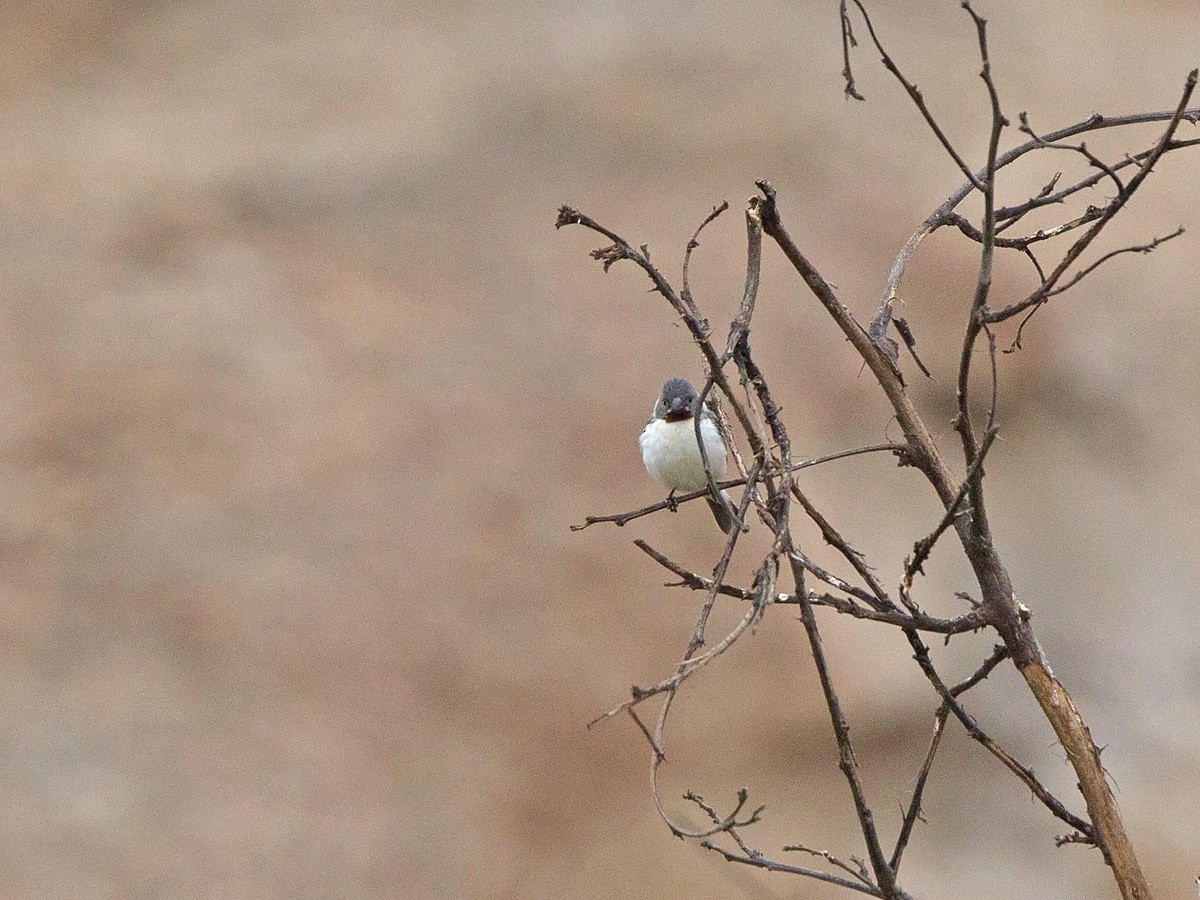 Chestnut-throated Seedeater - ML223758281