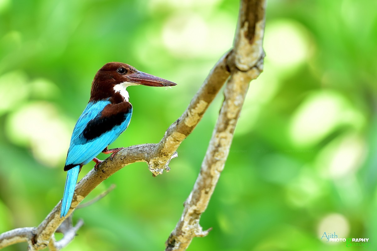 White-throated Kingfisher - Ajith Gamage