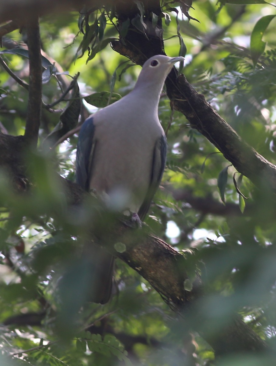 Green Imperial-Pigeon - ML223761971