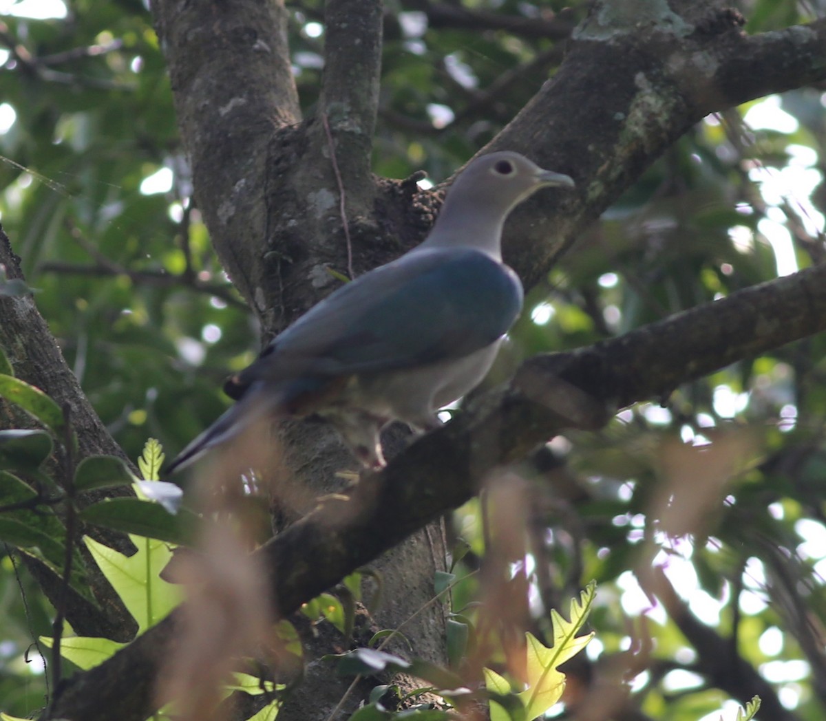 Green Imperial-Pigeon - ML223761981