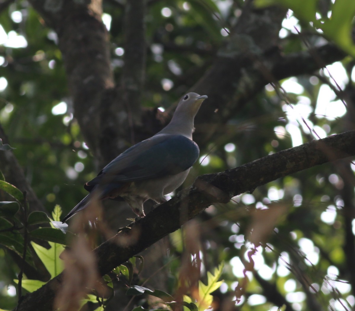 Green Imperial-Pigeon - ML223761991
