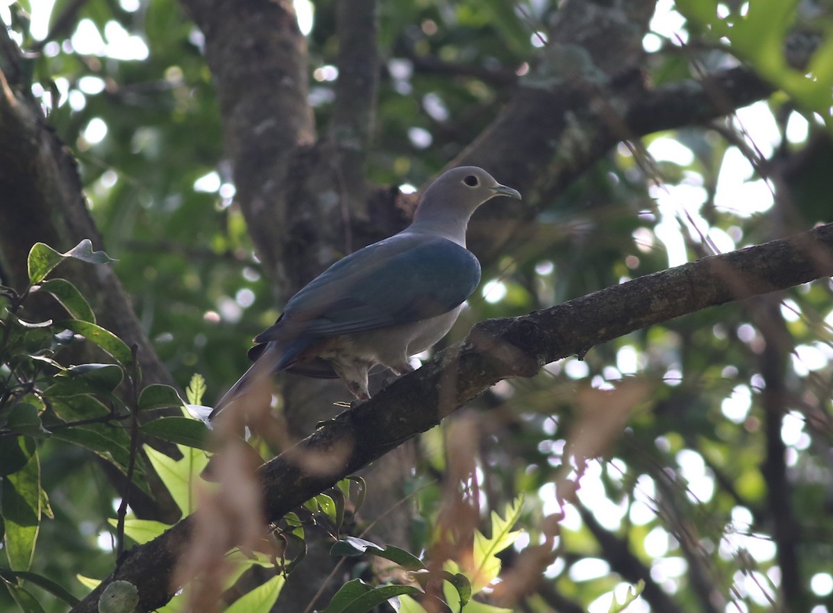 Green Imperial-Pigeon - ML223762011