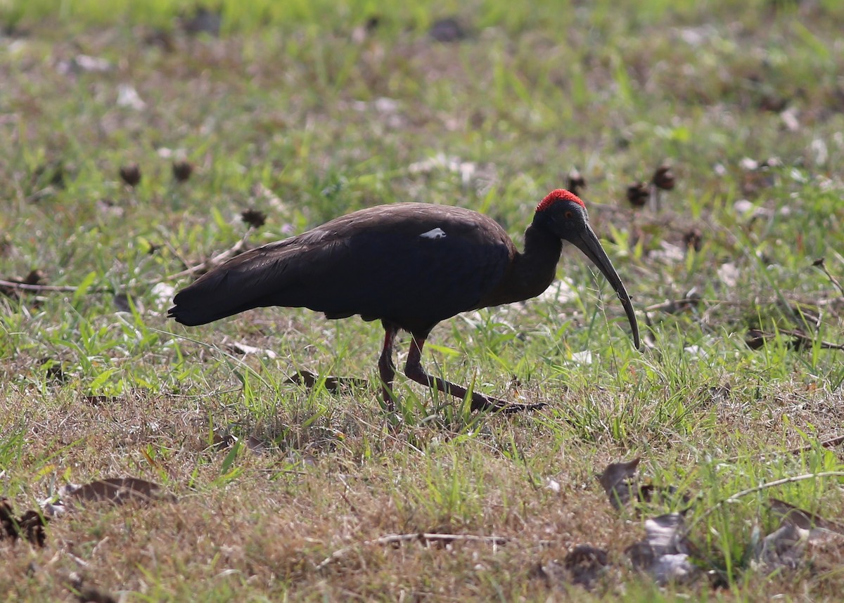 Red-naped Ibis - ML223762121