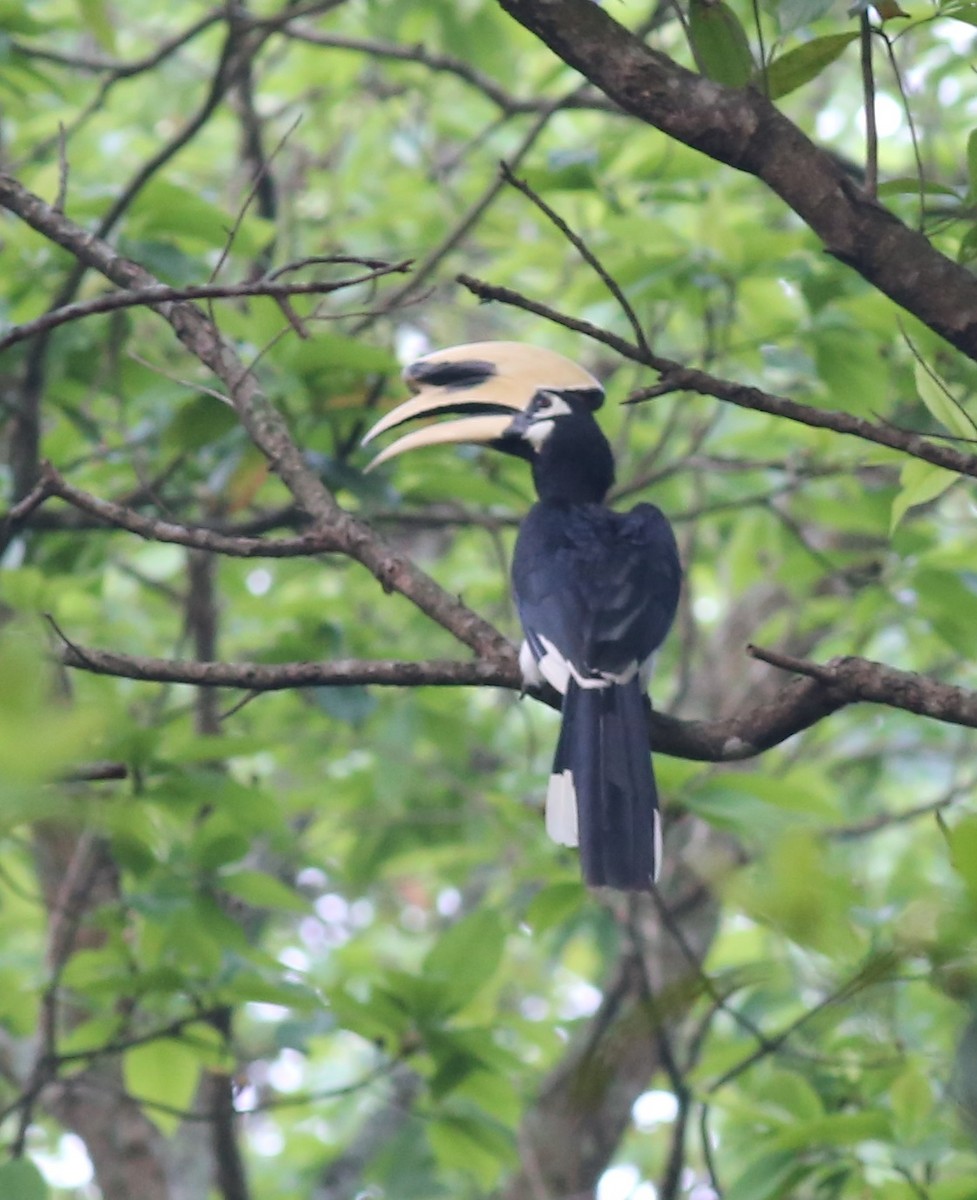 Oriental Pied-Hornbill - Chandrika Khirani