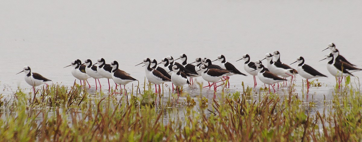 Black-necked Stilt (White-backed) - Etienne Artigau🦩