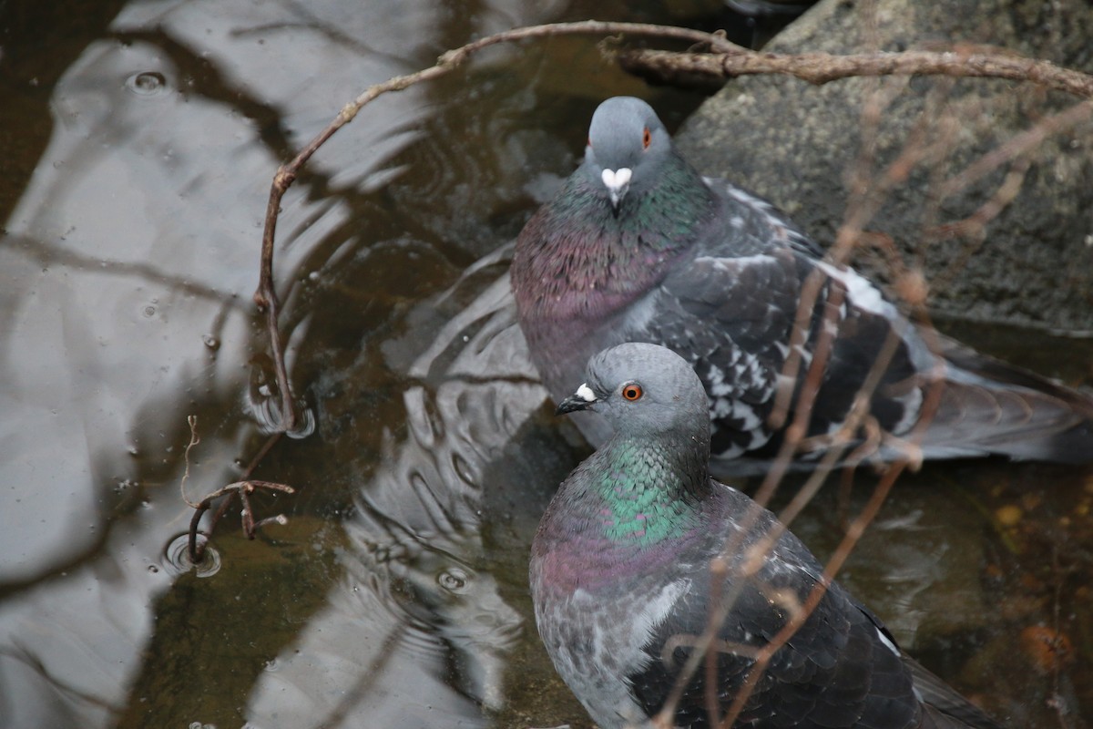 Rock Pigeon (Feral Pigeon) - ML223763291