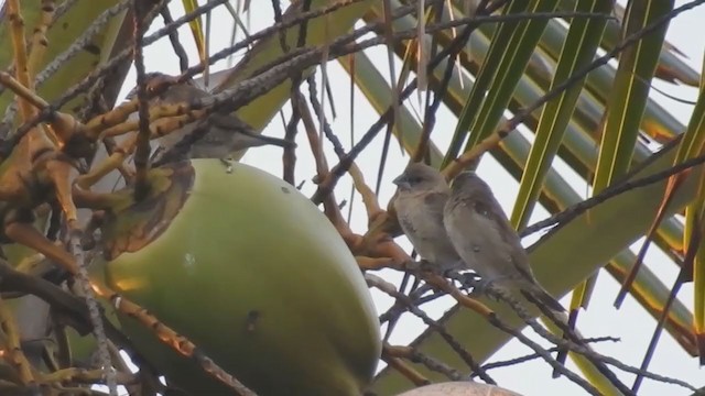 מוניה מפוספסת-חזה - ML223763901